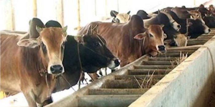 চট্টগ্রামে নানামুখী সংকটে বিপাকে খামারিরা, ৫ বছরে বন্ধ ৫ হাজার গরুর খামার!